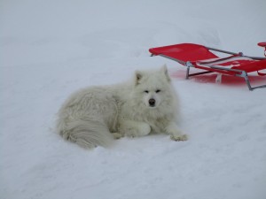 samoyede